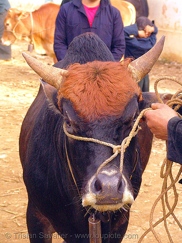 bull head - rope, bull market, cattle market, cow nose, cow snout, head, mèo vạc, rope