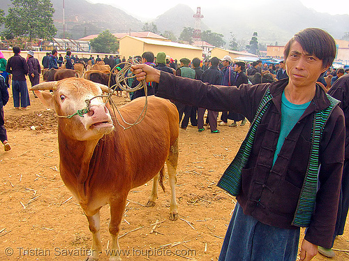 bull market - vietnam, bull market, cattle market, cow nose, cow snout, hill tribes, indigenous, mèo vạc, rope