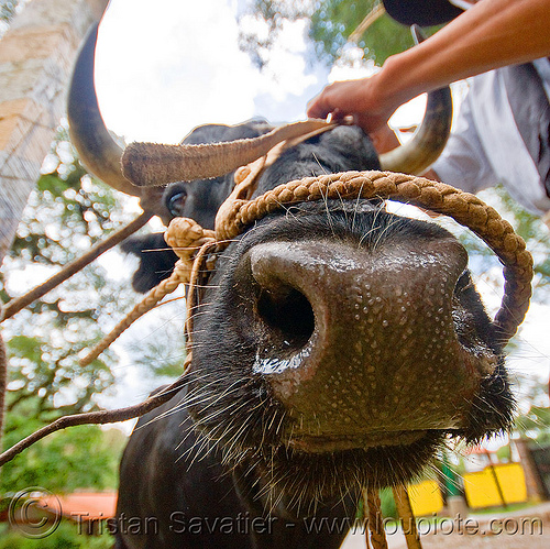 bull nose (argentina), argentina, arm, bull, cow nose, cow snout, hand, head, noroeste argentino, rope, salta, san lorenzo