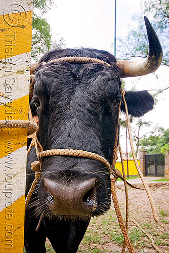 bull's head, argentina, bull, cow nose, cow snout, head, noroeste argentino, pole, rope, salta, san lorenzo