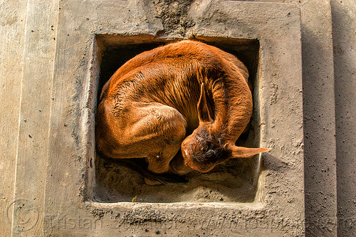 calf curled-up and sleeping (india), baby animal, baby cow, calf, curled-up, rishikesh, sleeping