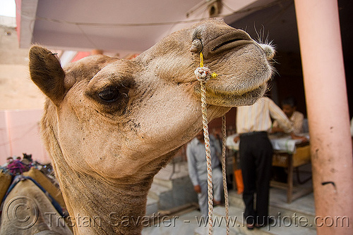 camel head with nose ropes - jaipur (india), camel, head, jaipur, nose, nostrils, ropes, working animal