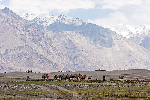 camel herd - nubra valley - ladakh (india), camel herd, double hump camels, hundar, ladakh, landscape, mountains, nubra valley