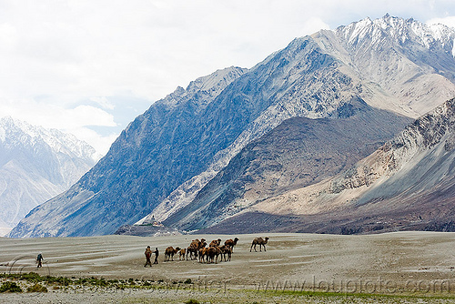 camel herd - nubra valley - ladakh (india), camel herd, double hump camels, hundar, ladakh, landscape, mountains, nubra valley