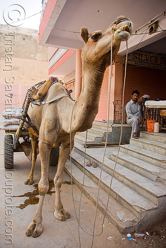 camel - jaipur (india), camel, jaipur, working animal