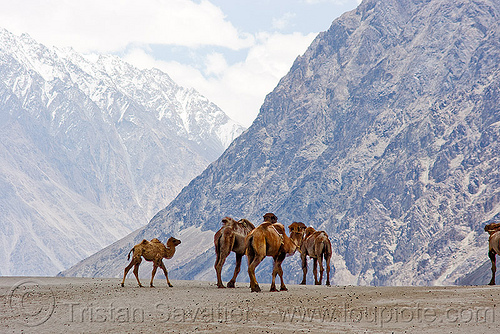 camels in nubra valley - ladakh (india), camel herd, double hump camels, hundar, ladakh, mountains, nubra valley