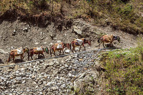 caravan of pack mules on mountain trail (india), caravan, mountains, mules, pack animals, pack horses, treking, working animals, yamunotri trail, yamunotri trek