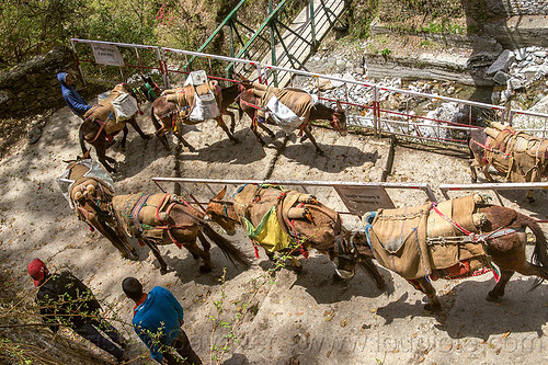 caravan of pack mules walking down the steps of the yamunotri trail (india), caravan, men, mules, pack animals, pack horses, treking, working animals, yamunotri trail, yamunotri trek