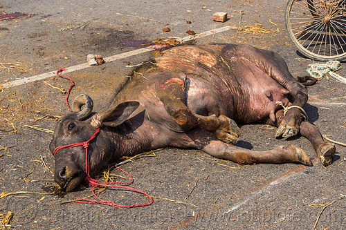 carcass of water buffalo killed in truck accident (india), accident, carcass, cow, crash, dead, injured, laying, road, rope, water buffalo