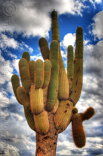 cardón cactus (argentina), argentina, argentine saguaro, big, cardon grande cactus, cardón, clouds, echinopsis atacamensis, echinopsis terscheckii, large, noroeste argentino