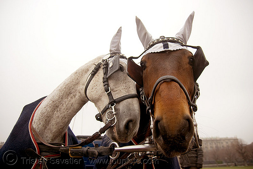 carriage horses - vienna, blinders, carriage horses, ear covers, love, vienna, wien