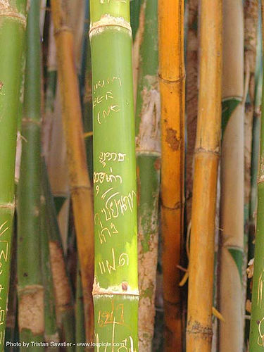 carved graffiti on bamboo - thailand, bamboo, thai graffiti, writing