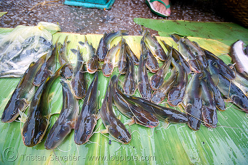 cat fishes (live) on the market - luang prabang (laos), cat fishes, cat-fish, fresh fish, luang prabang, raw fish, silurus