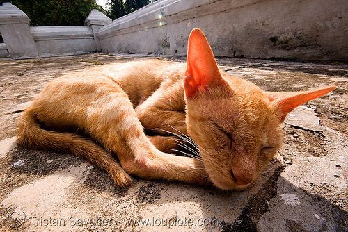 cat napping (laos), ears, ginger cat, kitten, luang prabang, skinny, sleeping, stray cat, tabby cat