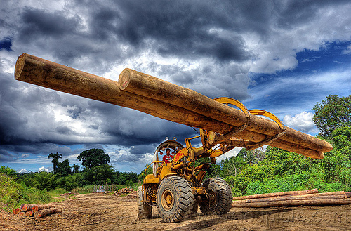caterpillar 966c carrying tropical tree logs, at work, borneo, cat 966c, caterpillar 966c, clouds, cloudy sky, deforestation, environment, front loader, logging camp, logging forks, malaysia, tree logging, tree logs, tree trunks, wheel loader, working, yellow