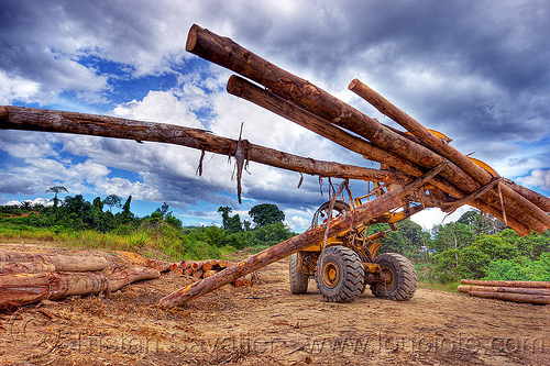 caterpillar 966c with logging fork moving tree logs, at work, borneo, cat 966c, caterpillar 966c, clouds, cloudy sky, deforestation, environment, front loader, logging camp, logging forks, malaysia, tree logging, tree logs, tree trunks, wheel loader, working, yellow