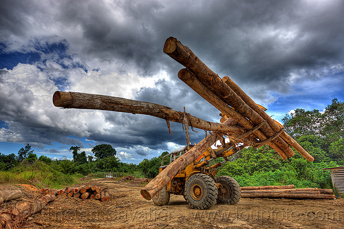 caterpillar wheel loader moving tree logs, at work, borneo, cat 966c, caterpillar 966c, clouds, cloudy sky, deforestation, environment, front loader, logging camp, logging forks, malaysia, tree logging, tree logs, tree trunks, wheel loader, working, yellow