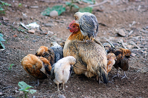 chicks with their hen (mother chicken), birds, cage-free, chickens, chicks, hen, poultry