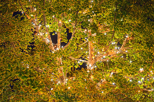 christmas lights in ginkgo tree, christmas decorations, christmas lights, gingko biloba, ginkgo biloba, glowing, leaves, night, tree