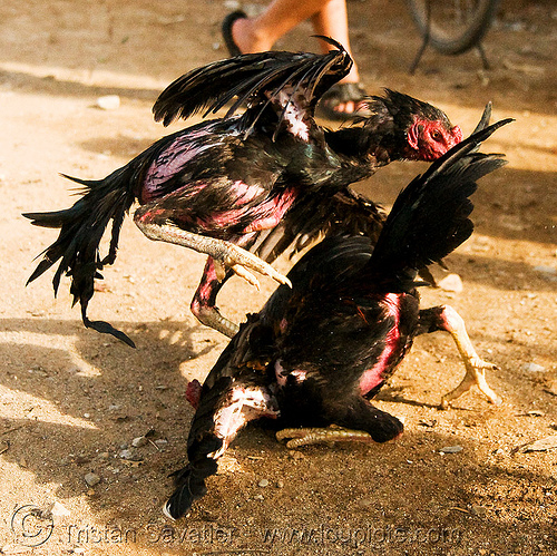 cockfight - luang prabang (laos), birds, cock fight, cock-fighting, cockbirds, fighting roosters, gamecocks, luang prabang, poultry