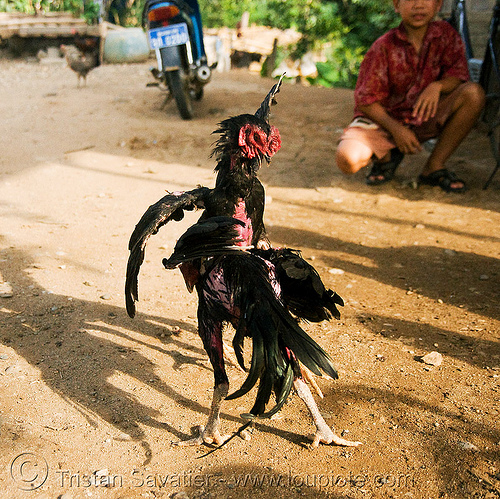 cockfighting - luang prabang (laos), birds, cock fight, cock-fighting, cockbirds, fighting roosters, gamecocks, luang prabang, poultry