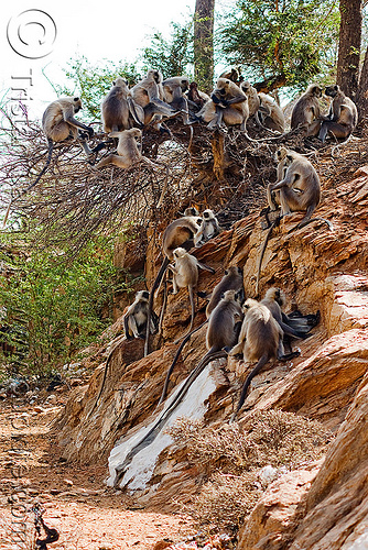 colony of langur monkeys (india), black-faced monkey, colony, gray langur, semnopithecus entellus, sitting, wildlife
