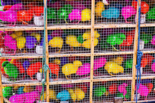 colored chicks in cages, baby animal, baby chickens, bird cage, birds, colored chicks, colorful, poultry, rainbow colors