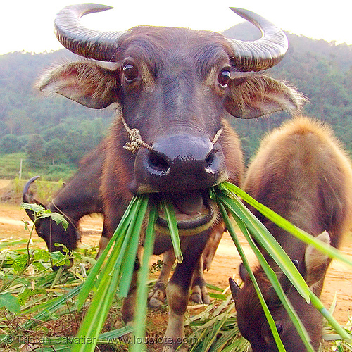 cow eating grass - water buffalo, chewing, cow nose, cow snout, cows, eating, grass, head, water buffaloes