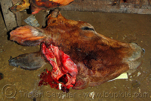cow head - severed, animal rights, beef, carcass, cow head, meat market, meat shop, raw meat, severed head