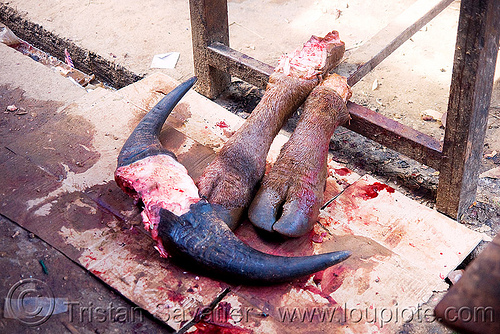 cow horns and feet in meat market (laos), beef, cow feet, cow horns, meat market, meat shop, raw meat, water buffalo