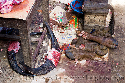 cow horns, feet and tail in meat market (laos), beef, cow feet, cow horns, meat market, meat shop, raw meat, tail, water buffaloes