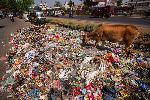 cow looking for food among plastic trash (india), dump, environment, garbage, plastic trash, pollution, road, single use plastics, street cow, traffic