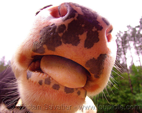 cow nose - tongue, cow nose, cow snout, nostrils, pink nose, pink snout, sticking out tongue, sticking tongue out