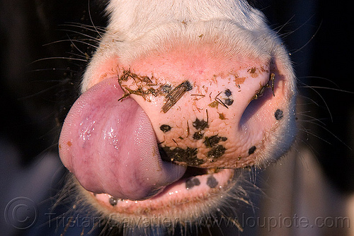 cow nose - tongue up in nostril, cow nose, cow snout, dirty, nostrils, pink nose, pink snout, sticking out tongue, sticking tongue out