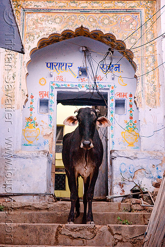 cow - pushkar (india), door, pushkar, street cow