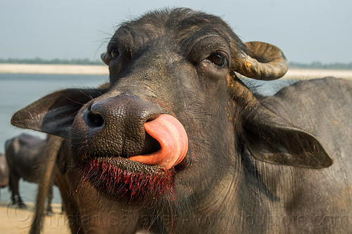 cow with tongue up nose - water buffalo (india), cow nose, cow snout, ganga, ganges river, nostril, red, sticking out tongue, sticking tongue out, varanasi, water buffalo