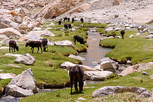 cows and river - road to pangong lake - ladakh (india), cows, grass, grazing, ladakh, river, valley