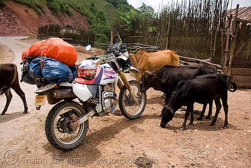 cows like my motorbike - honda xr 250 - laos, 250cc, cows, dual-sport, honda motorcycle, honda xr 250, motorcycle touring, road