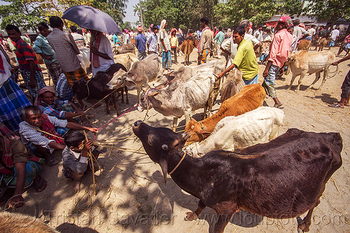cows on leash at cattle market (india), cattle market, cows, crowd, leash, ropes, west bengal