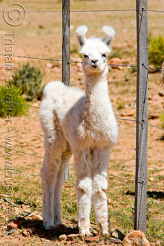 cria - baby llama, altiplano, argentina, baby animal, baby llama, cria, fence, fluffy, fuzzy, noroeste argentino, pampa, quebrada de humahuaca