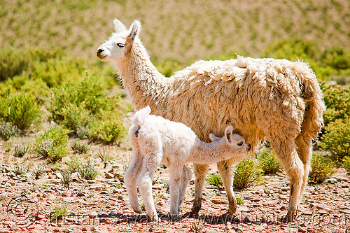 cria - baby llama suckling mother, altiplano, argentina, baby animal, baby llama, cria, llamas, mother, noroeste argentino, nursing, pampa, quebrada de humahuaca, suckling