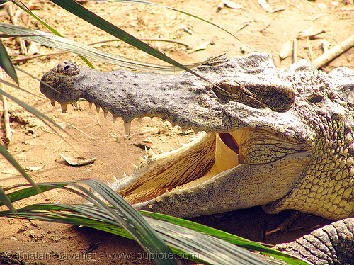 crocodile teeth - vietnam, crocodile farm, head, teeth, vietnam crocodiles, wildlife