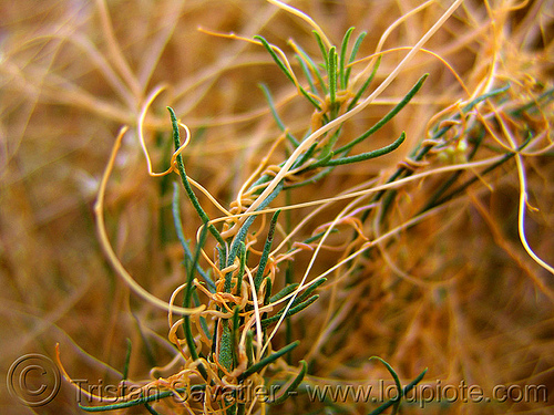 cuscuta californica - california dodder parasitic plant, california dodder, cuscuta californica, death valley, orange, parasitic plant, plants, vines