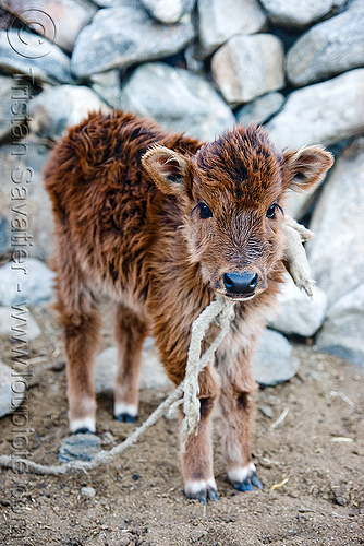 cute calf - baby cow, baby animal, baby cow, calf, fur, furry, ladakh, rope, spangmik