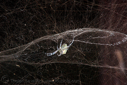 cyrtophora spider and web (laos), cyrtophora, spider web, wildlife