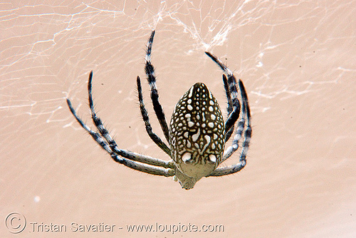 cyrtophora spider - luang prabang (laos), cyrtophora, luang prabang, spider, wildlife