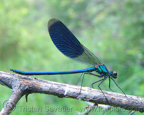 damselfly on a branch - banded demoiselle, banded demoiselle, blue, calopteryx splendens, damselfly, insect, wildlife