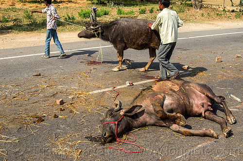 dead and injured water buffaloes after truck accident (india), accident, carcass, cows, crash, dead, injured, laying, men, road, ropes, water buffaloes