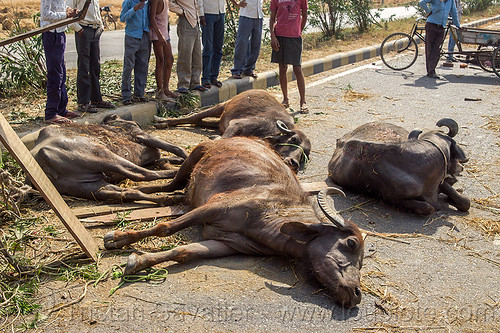 dead and injured water buffaloes spilled on road after truck accident (india), accident, carcass, carcasses, cows, crash, dead, injured, laying, men, road, water buffaloes