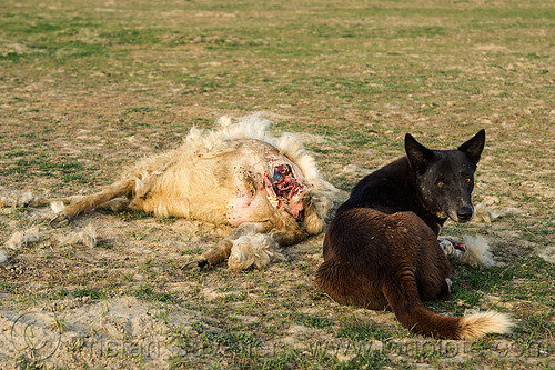 dead sheep and stray dog, carcass, carrion, dead animal, dead sheep, decomposed, decomposing, field, putrefied, stray dog